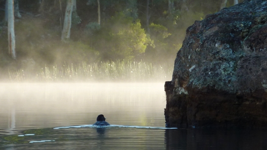 Kayak surprise